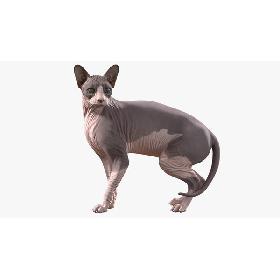 3D Sphynx Cat with Heterochromia Rigged